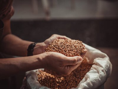 Ціни на ячмінь в Україні падають через слабкий експортний попит
