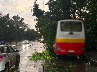 В Києві через падіння дерев ускладнений рух на деяких вулицях