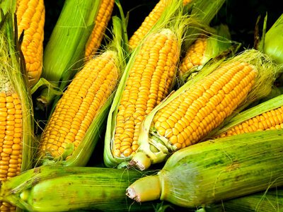Українська кукурудза втрачає підтримку через слабкий експортний попит