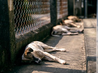 Безпритульні тварини гинуть від спеки: як українці можуть врятувати їм життя