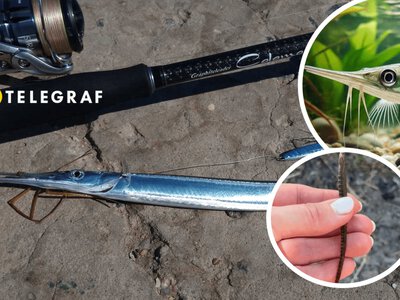 Морський хижак оселився у річках України: що помітили на Десні