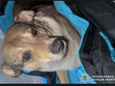  За поранення безпритульного собаки у Тернополі чоловіка притягнули до відповідальності 