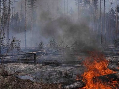 У Києві та області оголошено надзвичайний рівень пожежної небезпеки 30 червня 2026