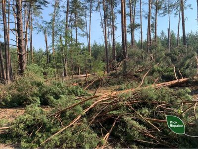 На Рівненщині бурелом знищив майже 270 га лісу