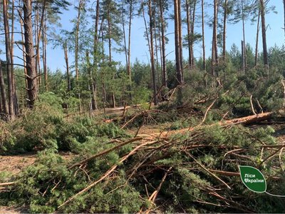 Внаслідок негоди на Рівненщині знищено понад 250 гектарів лісу