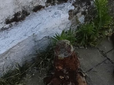 Фрагмент мінометної міни виявили у воді біля причалу в тернопільському парку