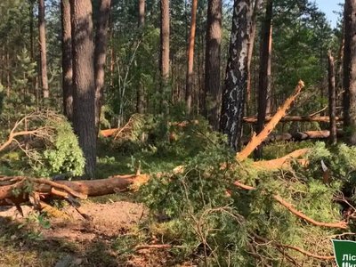 Буревій пошкодив понад 260 гектарів лісів на Рівненщині