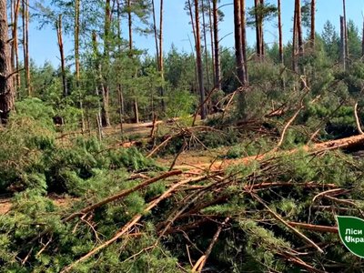 Масштабний бурелом на Рівненщині: негода знищила понад 260 гектарів лісу