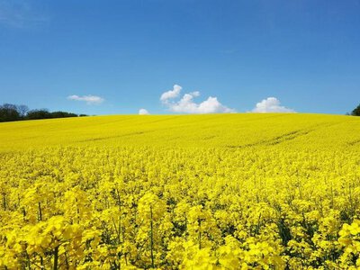 Експорт сої та ріпаку: змінено порядок митного оформлення