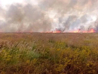 Майже 2 тисячі гектарів степу вигоріли в окупованому заповіднику «Асканія-Нова» через пожежі