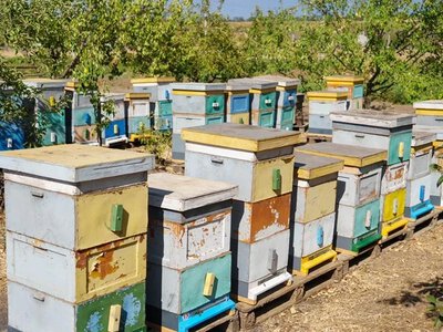 Бджіл на Херсонщині закликають убезпечити від хімічної обробки сарани