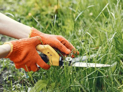 Українців штрафуватимуть за бур’яни біля дому: кого змусять платити до 1700 гривень
