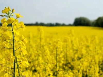 Нові правила для аграріїв: в Україні запустили програму експорту ріпаку та сої