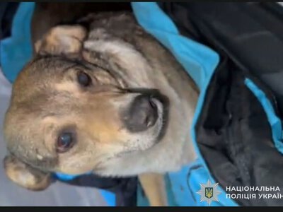 У Тернополі на овочевому ринку колишній військовий штрикнув ножем собаку