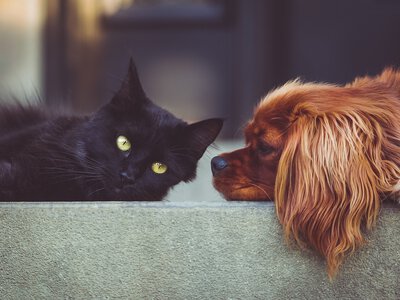 Кота і собаку можна поселити разом: як уникнути стресу для тварин
