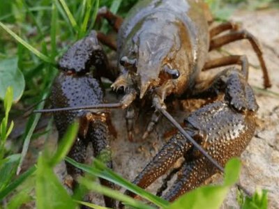 В Україні завершилась заборона на вилов раків: що потрібно знати рибалкам