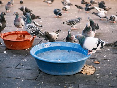 Одна миска з водою врятує життя: як допомогти птахам у спеку