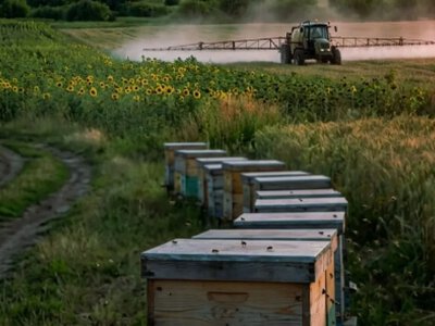 Аграріїв і пасічників Бериславщини попередили про хімічну обробку проти сарани поблизу Херсонщини