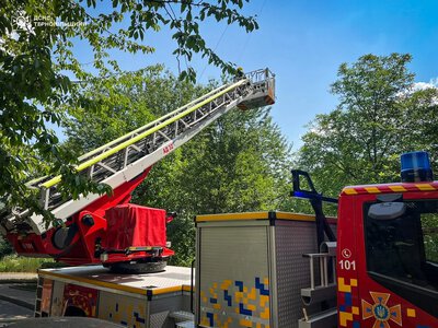 На дереві у Тернополі врятували птаха: надзвичайники прийшли на допомогу пернатому 