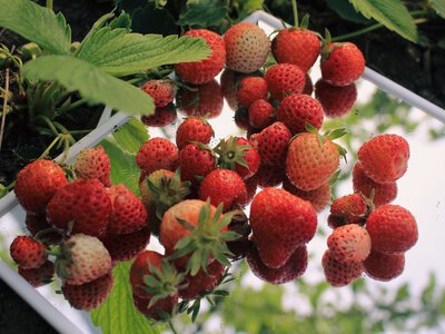 Природні джерела антиоксидантів: 6 продуктів