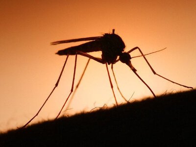 На Львівщині виявили випадки тропічної малярії
