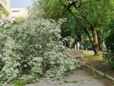 Повалені дерева та пошкоджені будівлі: наслідки негоди на Закарпатті (ФОТО)