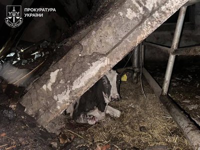10 телят вбили росіяни на Харківщині