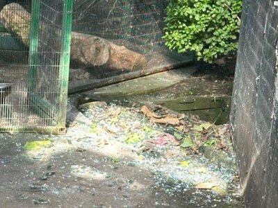 Після атаки на Київ у зоопарку травмовані крокодили й черепахи: що відомо