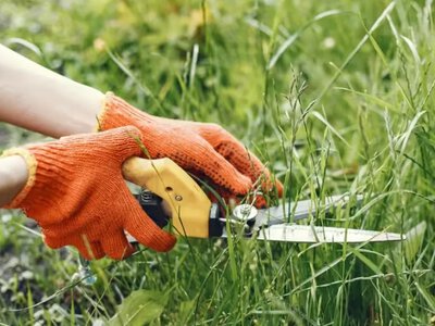 Трава по пояс — мінус 1700 гривень: за які бур'яни на ділянці українців почнуть жорстко штрафувати 