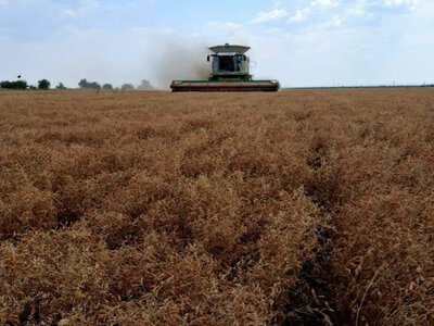 На Одещині збирають перший урожай сочевиці