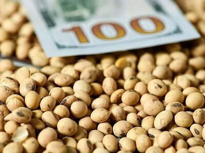 Чому в Україні знизилися закупівельні ціни на сою