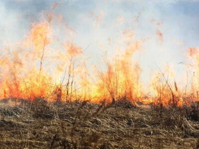 За добу на Рівненщині вигоріли понад 2 га землі
