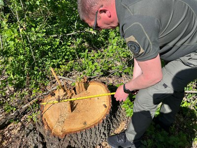 Викриття незаконної рубки дубів у захисних лісонасадженнях на Одещині