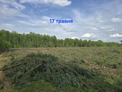 За вирубаний молодий сосновий ліс під Житомиром нікого не покарали. ФОТО