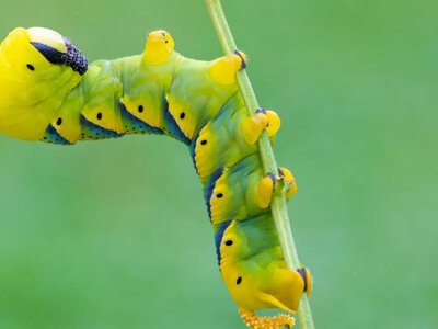 Україна готує основу для створення мережі Natura 2000 за стандартами ЄС