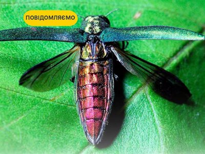 Смарагдова загроза на кордоні: на Закарпаття суне агресивний жук-вбивця лісів