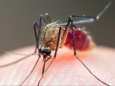 Після відпочинку на Занзібарі у двох українок виявили тропічну малярію