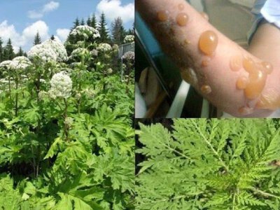 В Україні зацвіла смертельно небезпечна рослина: як розпізнати й уникнути опіків