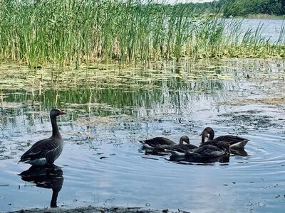 На Шацьких озерах помітили миле сімейство
