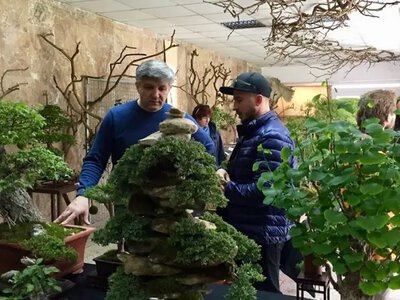 У Києві запрошують охочих в Українську школу бонсай