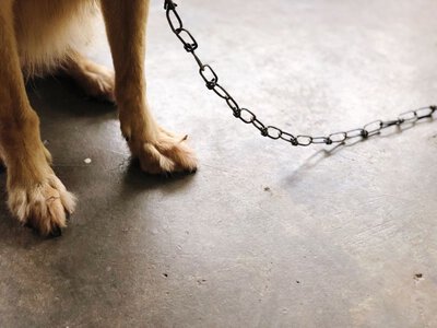 До 8 років за знущання: що чекає на тих, хто мучить тварин