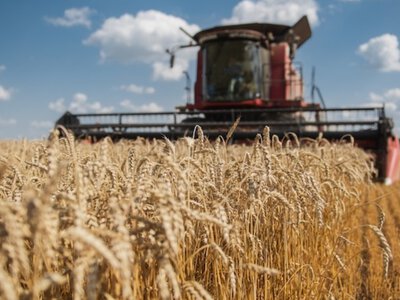 Аграрії вже збирають озимий ячмінь: на Рівненщині стартували жнива