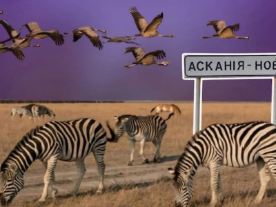 Окупанти спалили майже 2000 гектарів заповідника Асканія-Нова