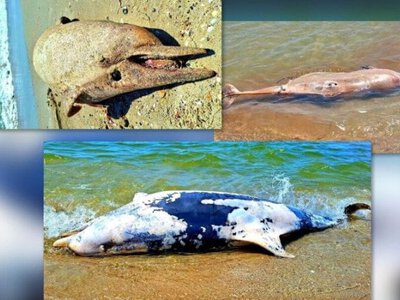 ЦПД: за повномасштабне вторгнення РФ у Чорному та Азовському морях загинуло близько 100 тисяч дельфінів