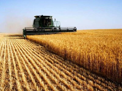 На Вінниччині розпочалася жнивна кампанія: аграрії вже збирають перший урожай озимого ячменю