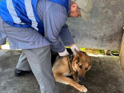  В одній з громад Мукачівщини організували подворові обходи: відома причина 