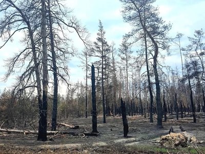 Збитки довкіллю Луганщини через війну перевищили 921 мільярд гривень