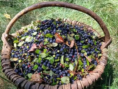 Постоли, мотанки та чорничні смаколики: як у Сарнах на Рівненщині відроджували поліські традиції