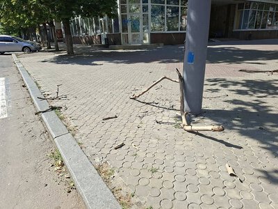 У центрі Миколаєва сухі гілки дерев падають ледь не на голови городян