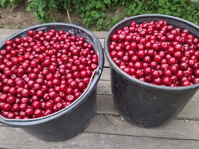 Сколько стоит свежая домашняя вишня в Харьковской области?